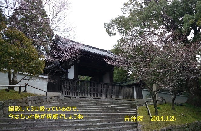 DSC_0103.JPG