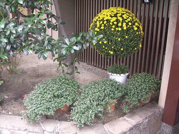 菊.JPG 菊.JPG